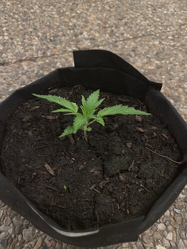 Bagseed >>Sharon<<