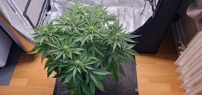 v1