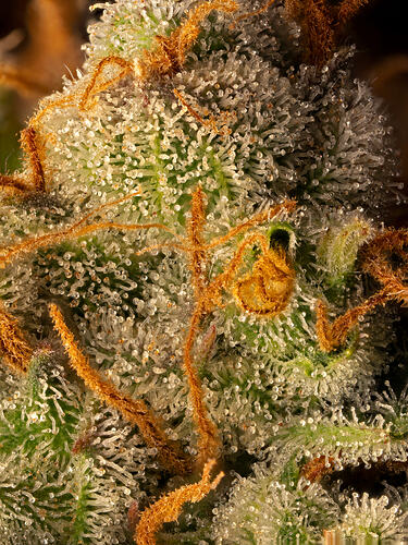 SLH_Macro_1