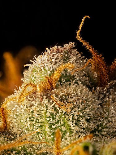 SLH_Macro_2